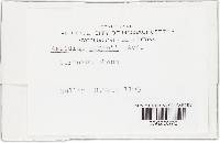 Uromyces geranii image
