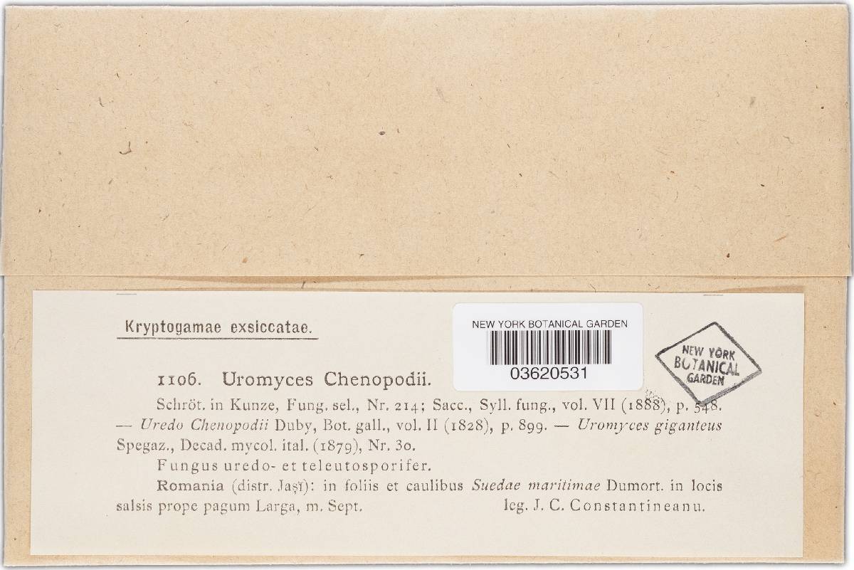 Uromyces giganteus image