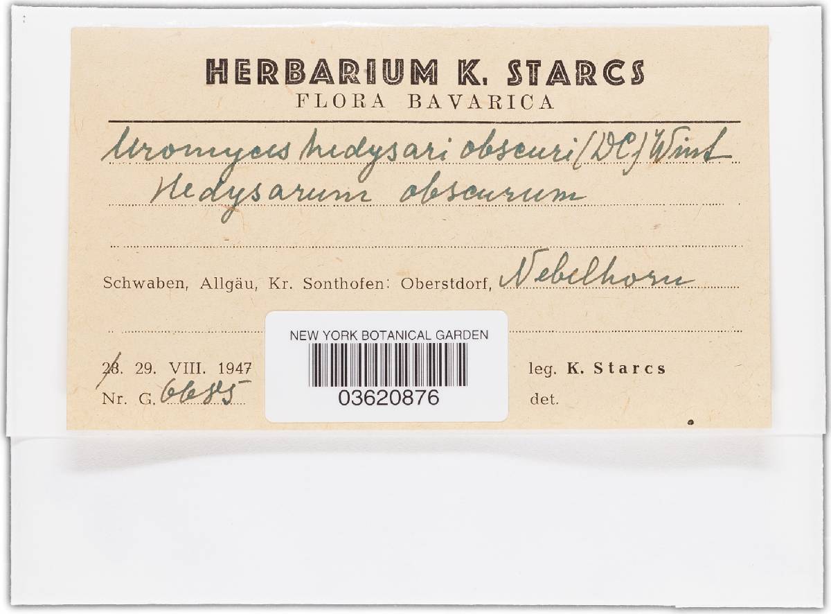 Uromyces hedysari-obscuri image