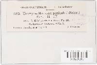 Uromyces hedysari-paniculati image