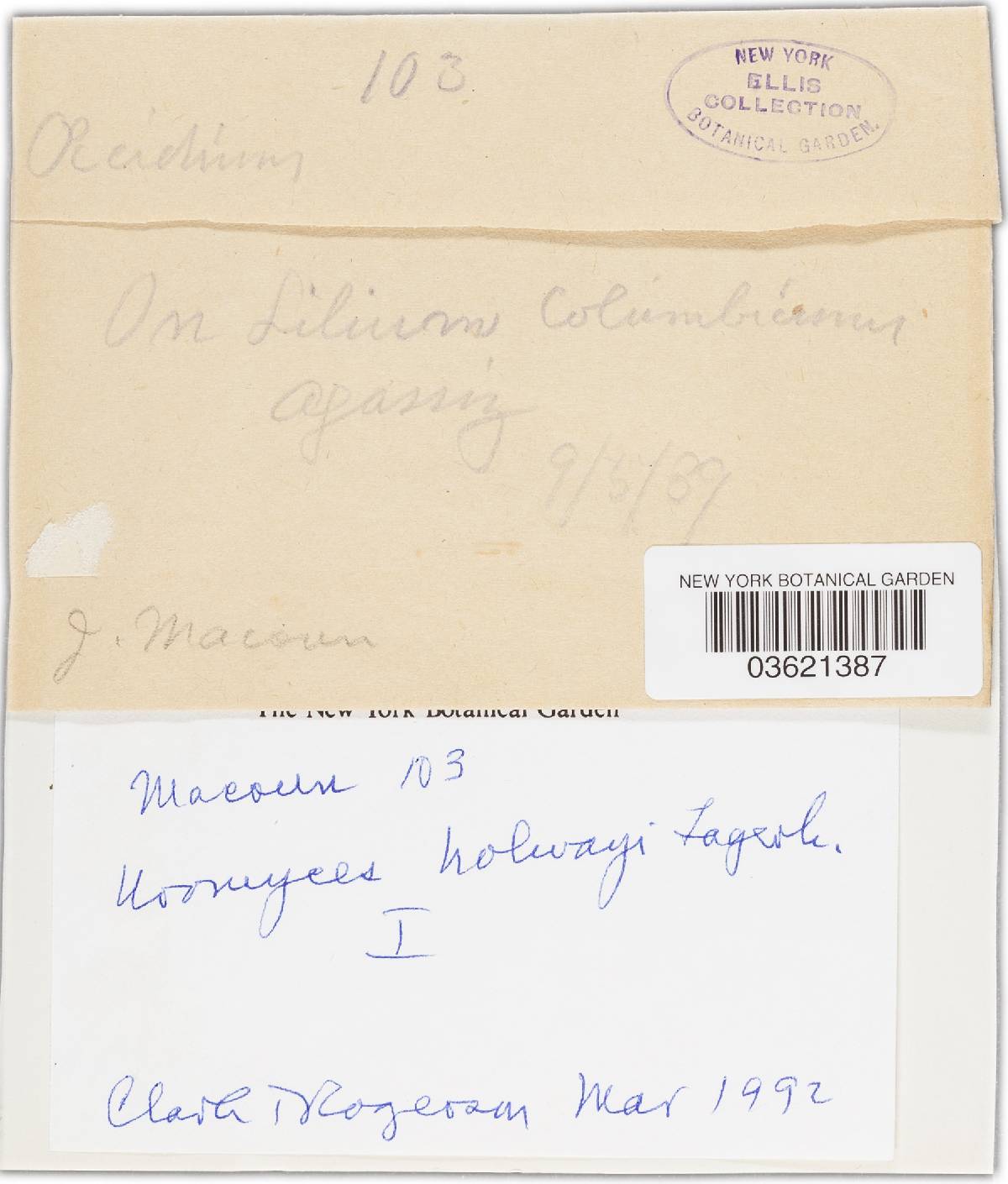 Uromyces holwayi image