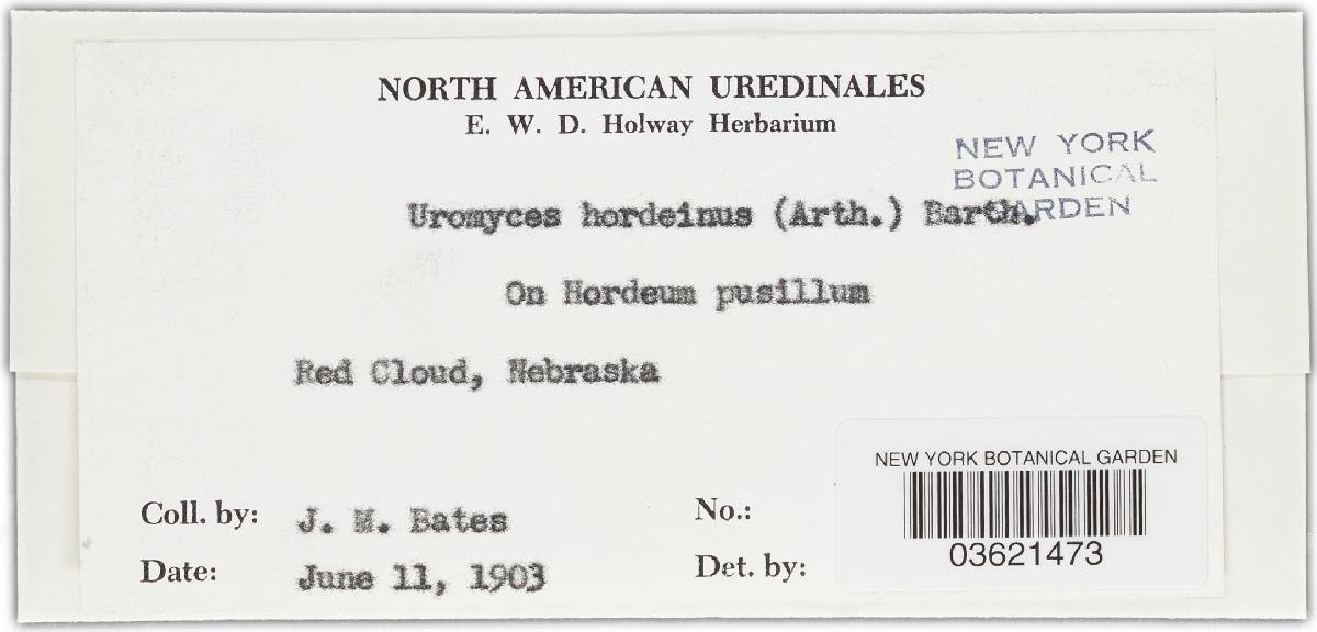 Uromyces hordeinus image
