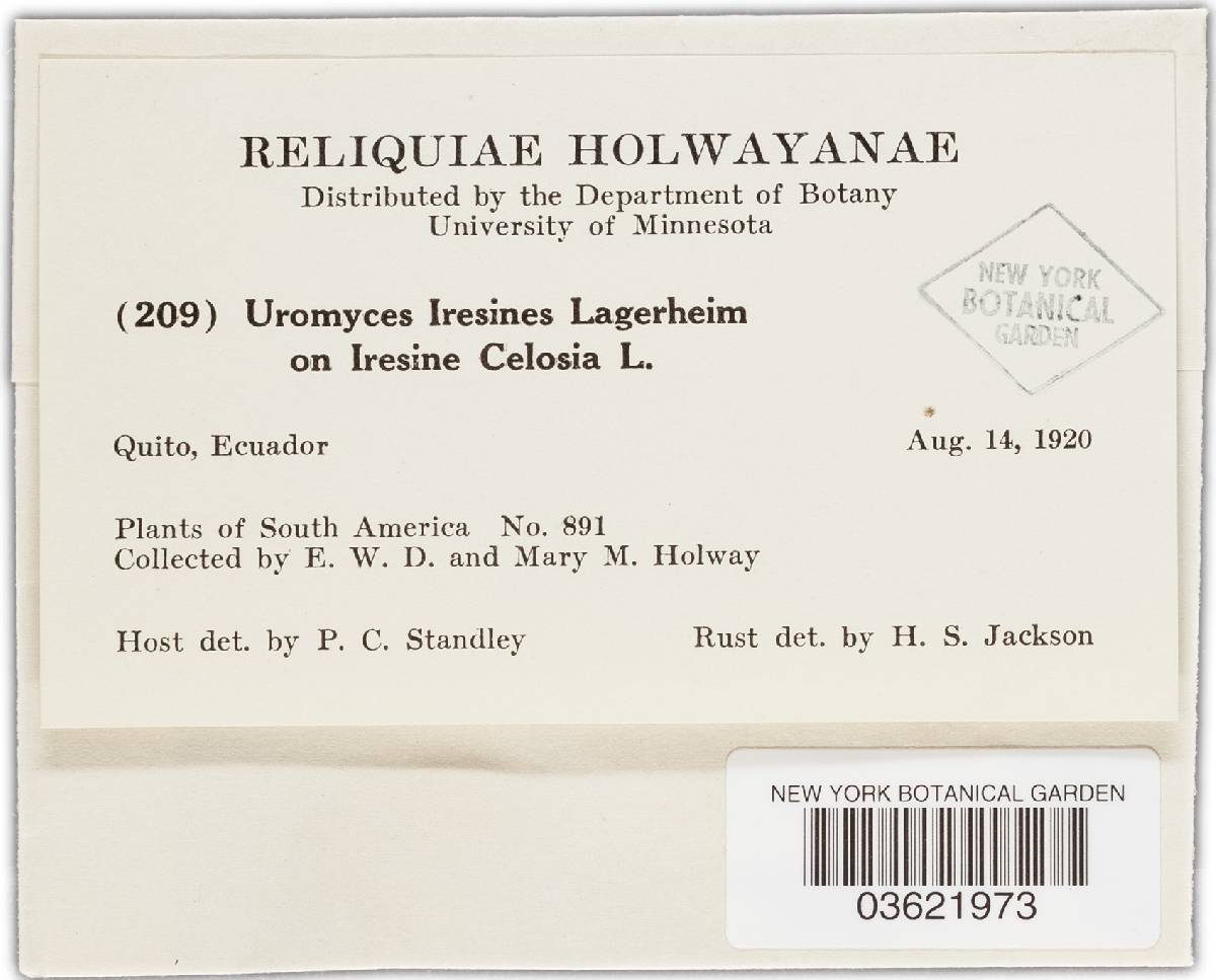 Uromyces iresines image