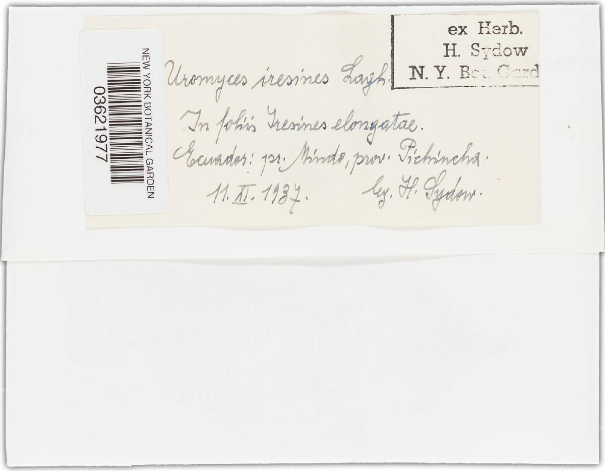 Uromyces iresines image