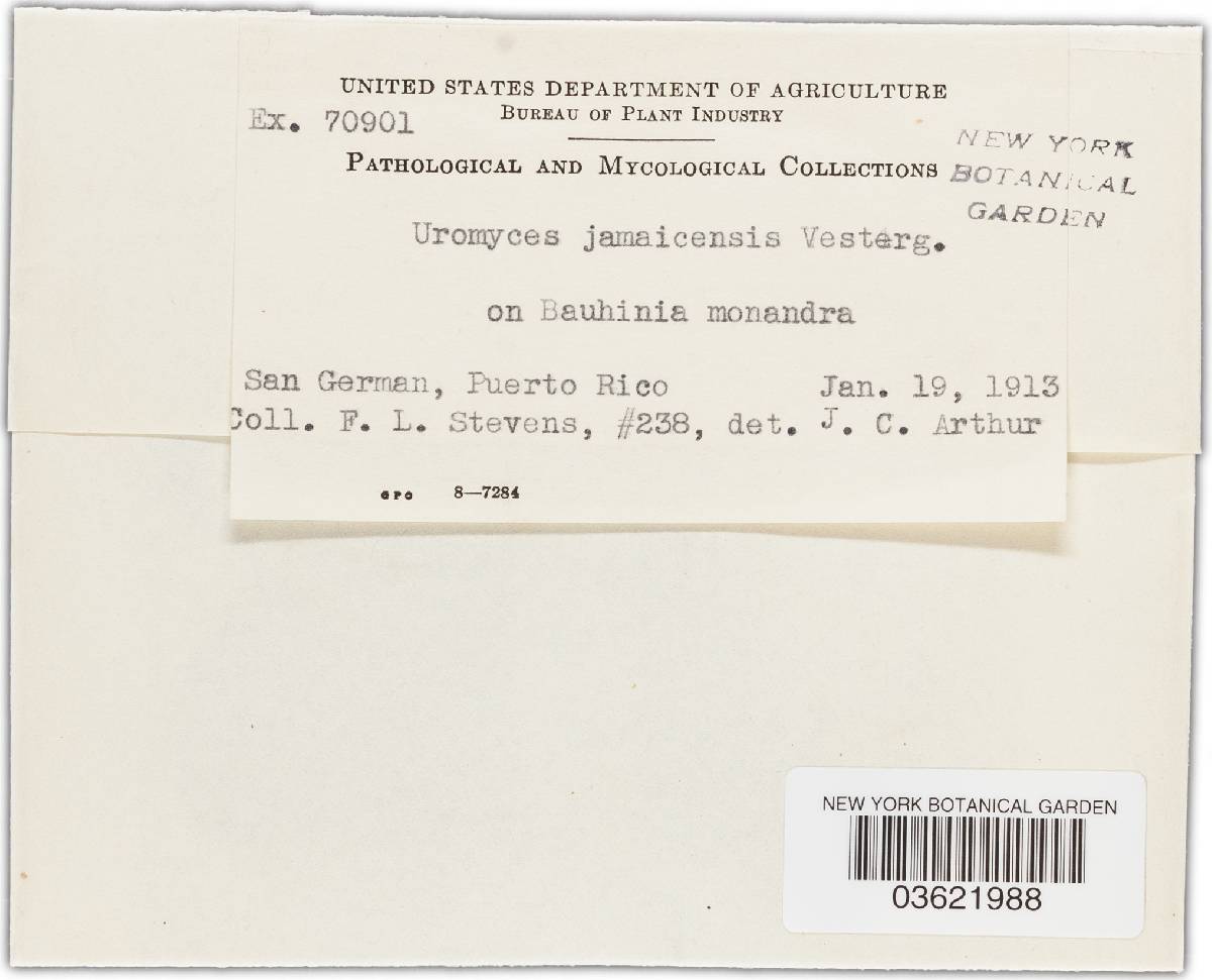 Uromyces jamaicensis image
