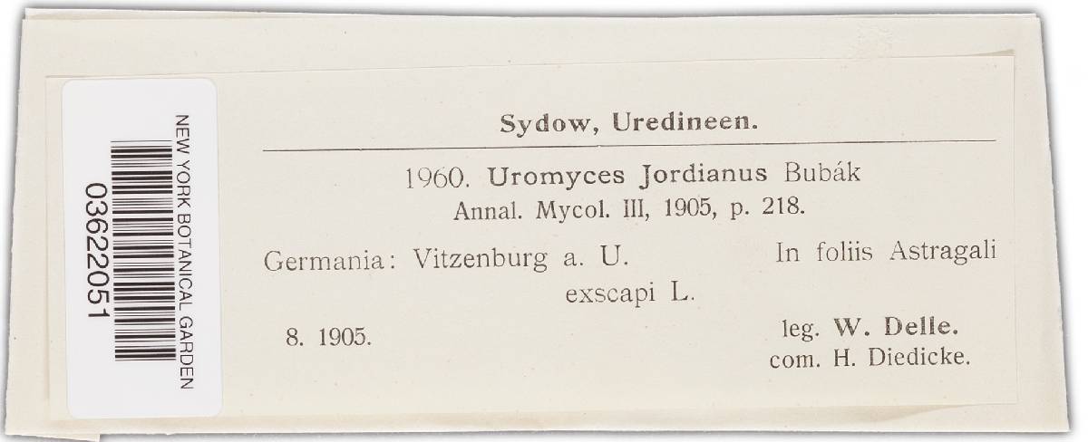 Uromyces jordianus image