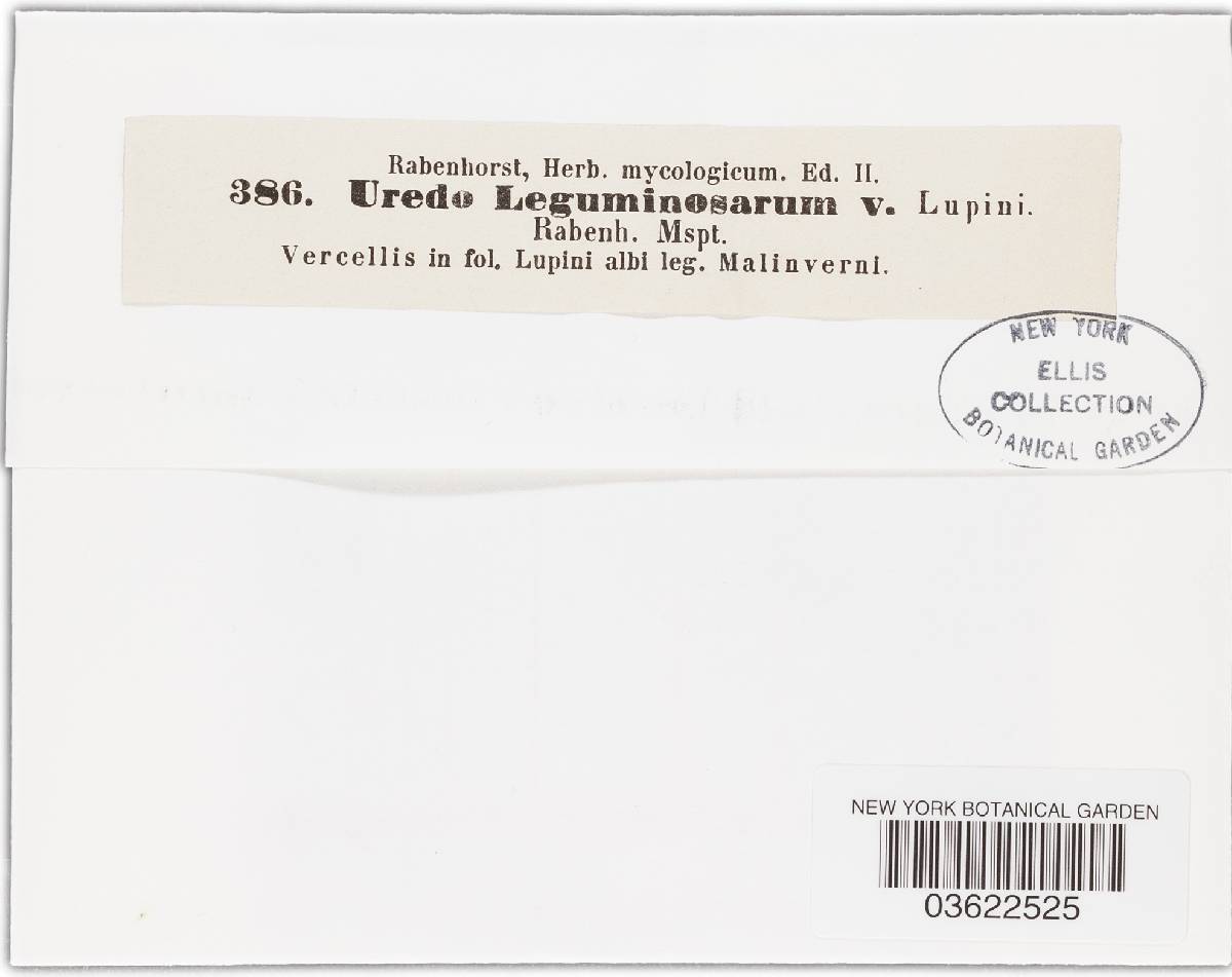 Uromyces leguminosarum image