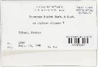 Uromyces lupini image