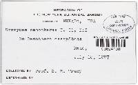 Uromyces plumbarius image