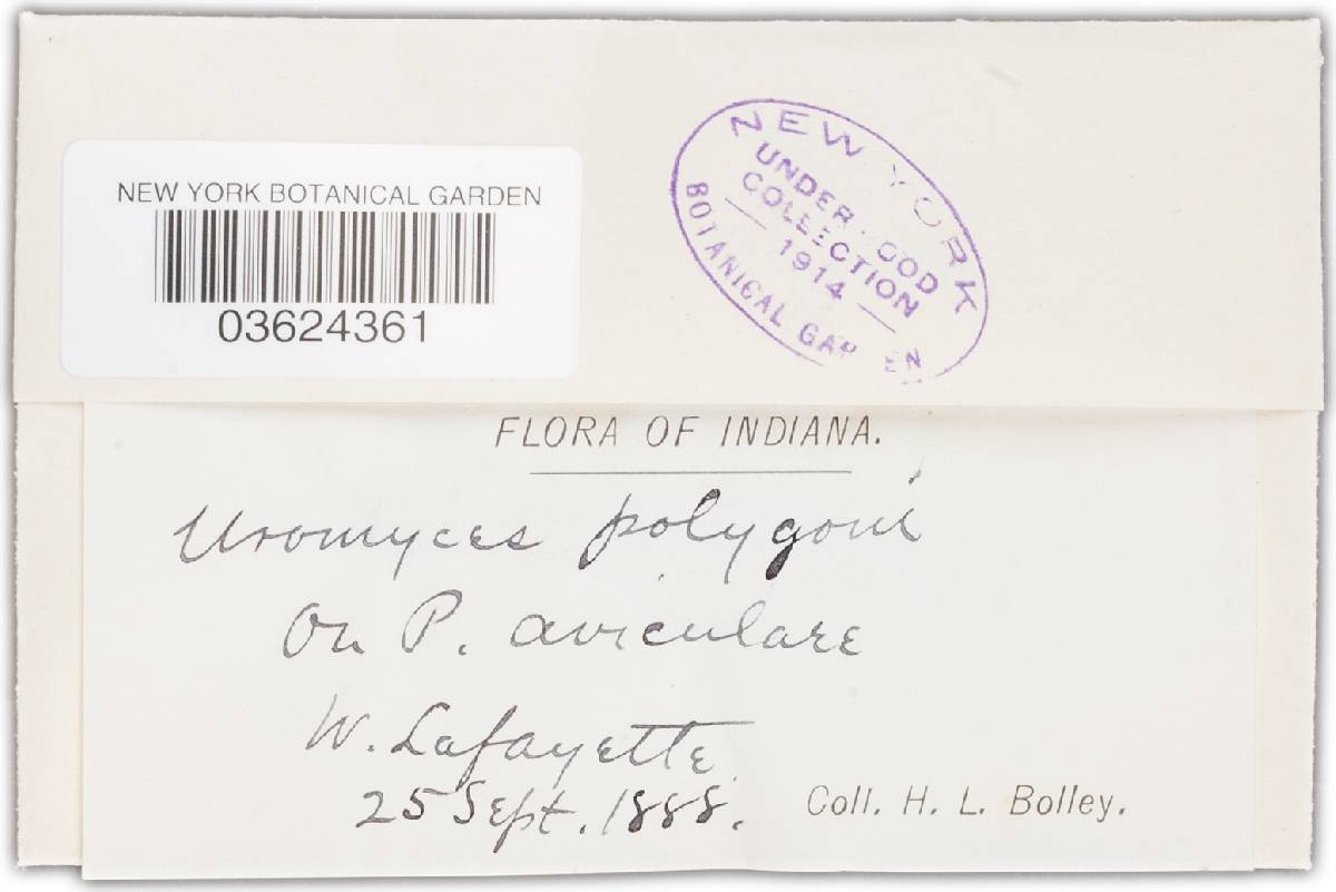 Uromyces polygoni-aviculariae image