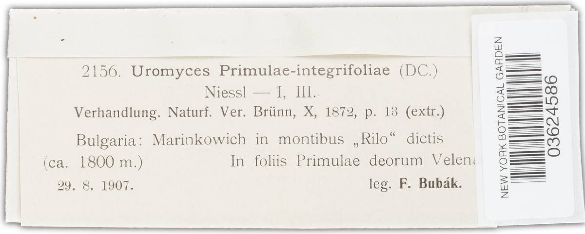 Uromyces primulae-integrifoliae image