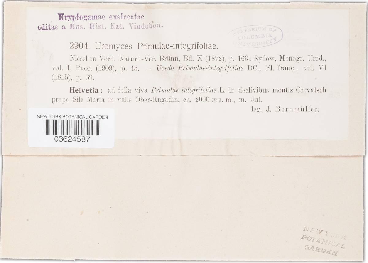 Uromyces primulae-integrifoliae image