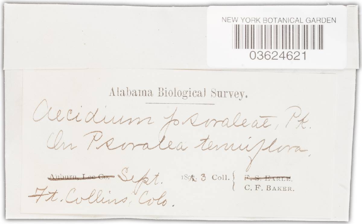 Uromyces psoraleae image