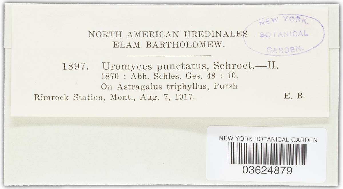 Uromyces pisi-sativi image