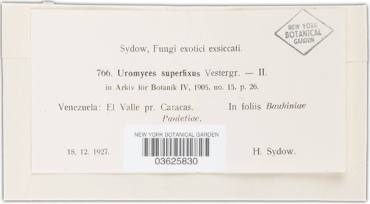 Uromyces superfixus image