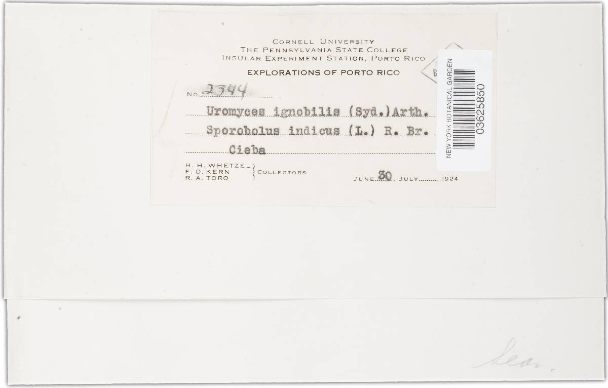Uromyces tenuicutis image