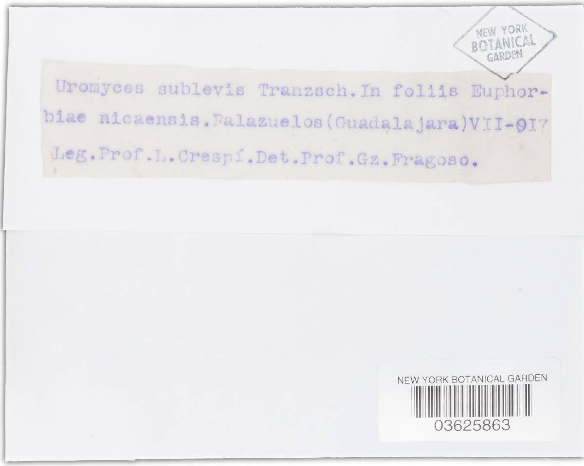 Uromyces tinctoriicola image