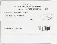 Uromyces triquetrus image