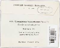 Uromyces valerianae image