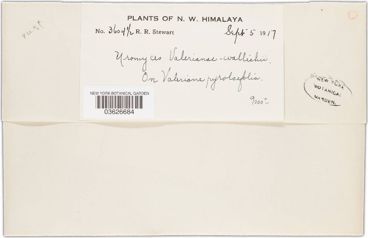 Uromyces valerianae-wallichii image