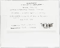 Uromyces viciae-fabae var. viciae-fabae image