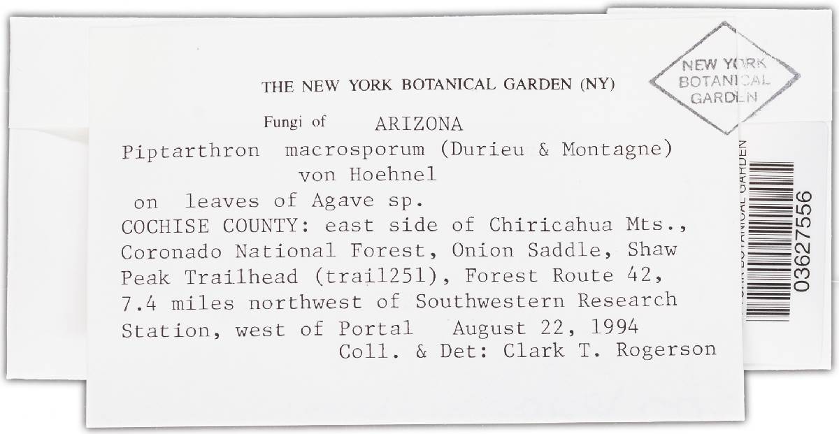 Piptarthron macrosporum image
