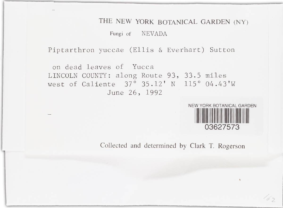 Piptarthron yuccae image
