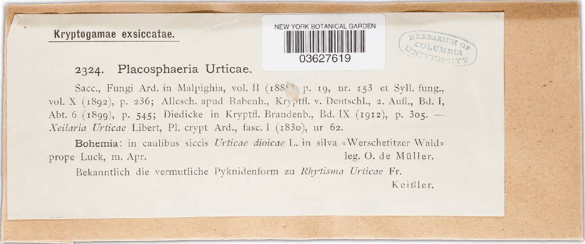 Aporhytisma urticae image