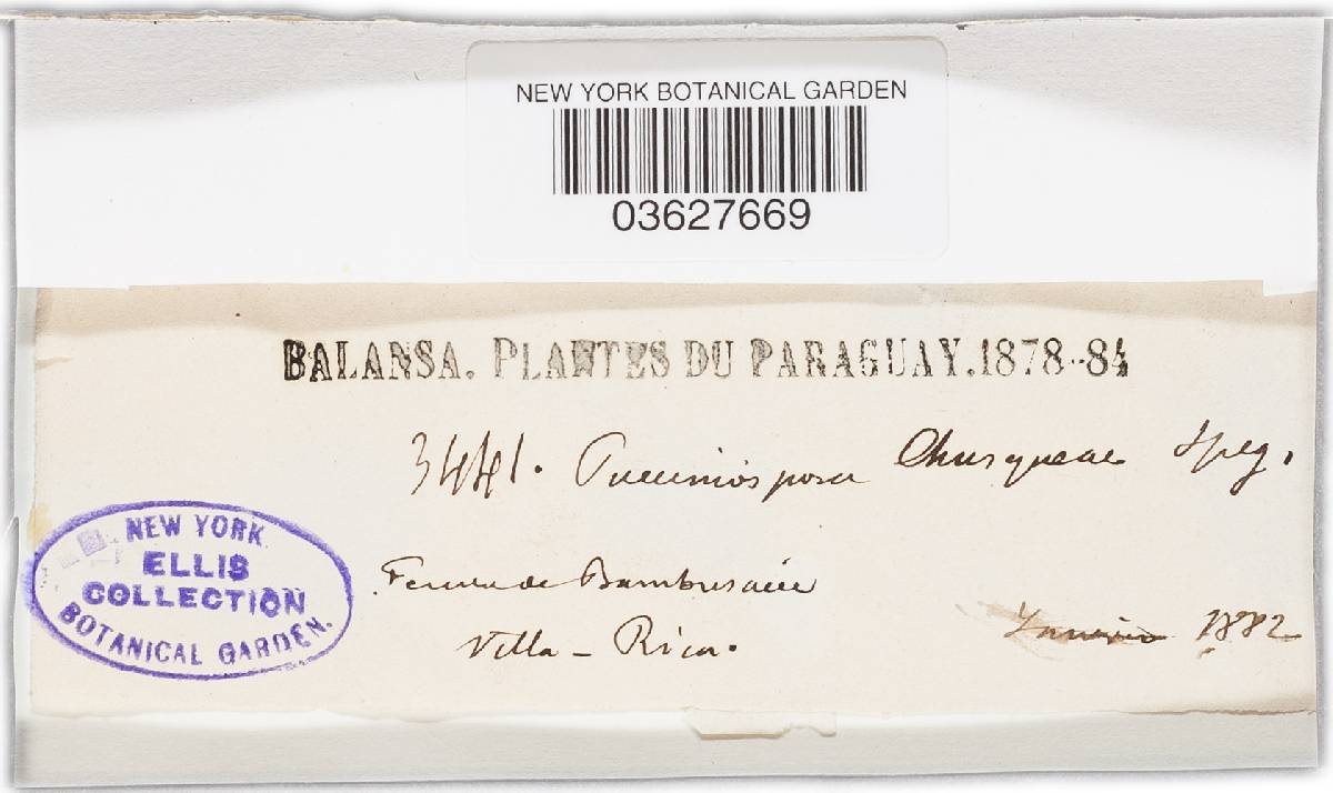 Pucciniospora chusqueae image