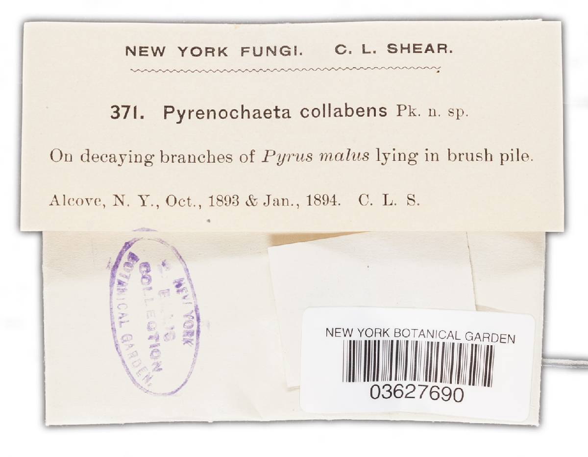 Pyrenochaeta collabens image