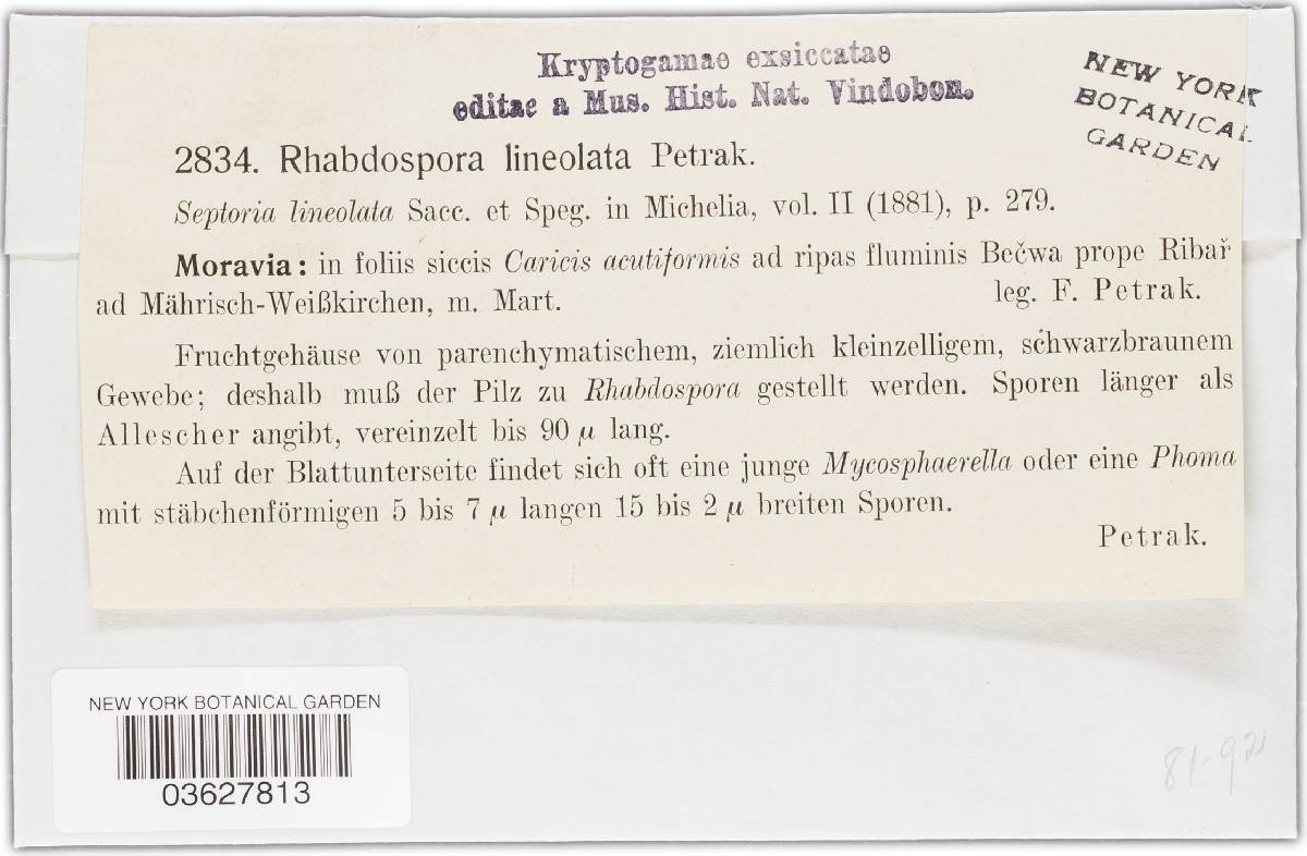 Rhabdospora lineolata image