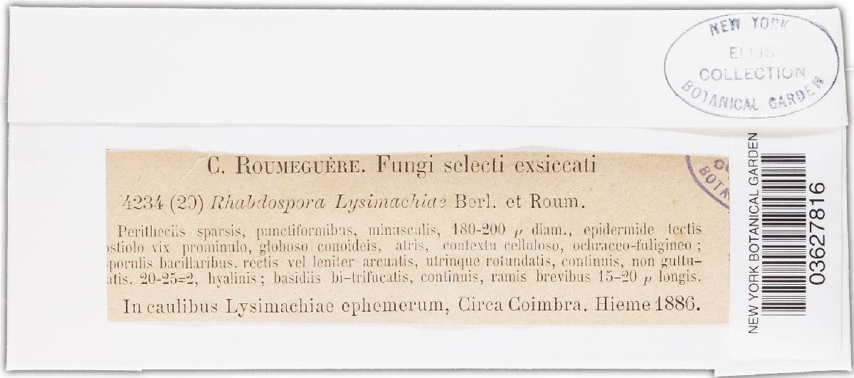 Rhabdospora image