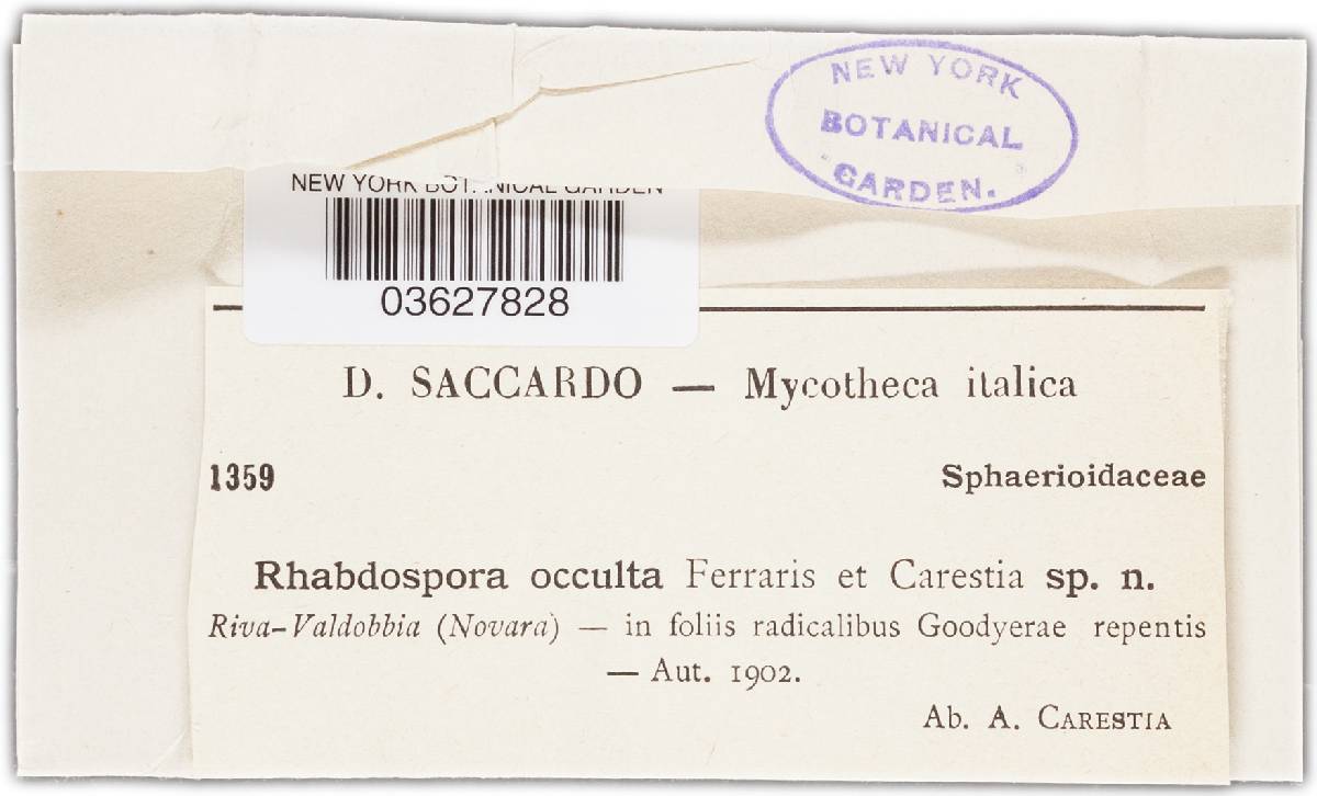 Rhabdospora occulta image
