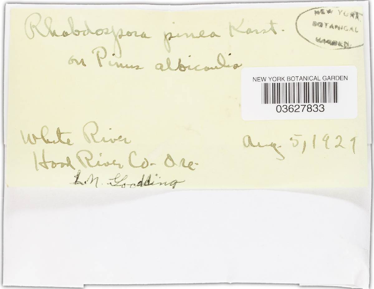 Rhabdospora pinea image