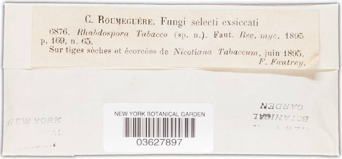 Rhabdospora tabacco image