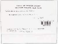 Image of Rhodosticta quercina