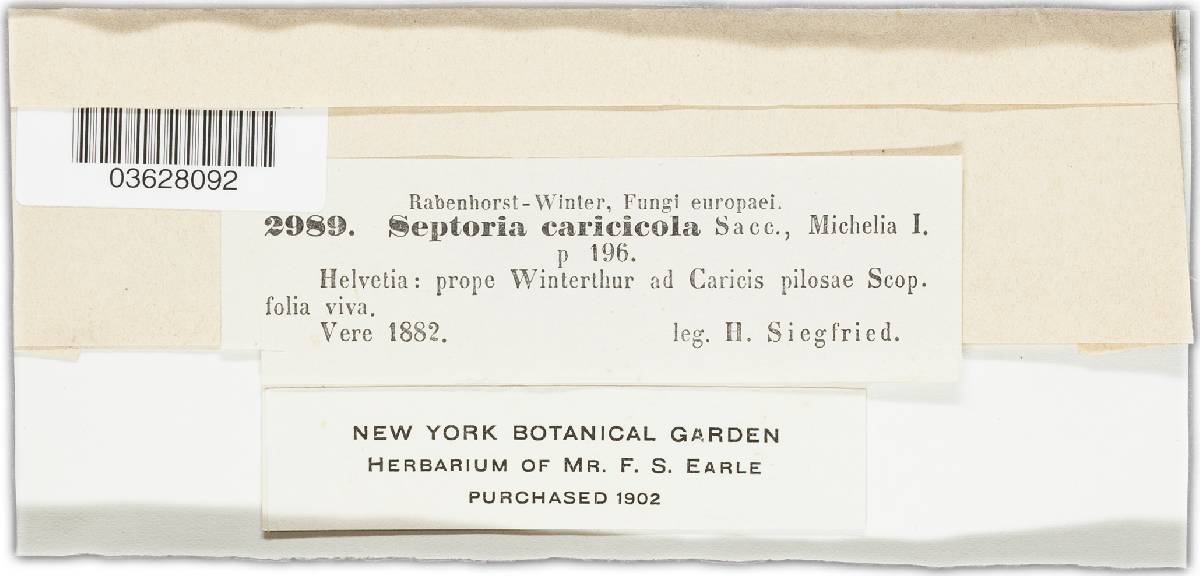 Septoria caricicola image