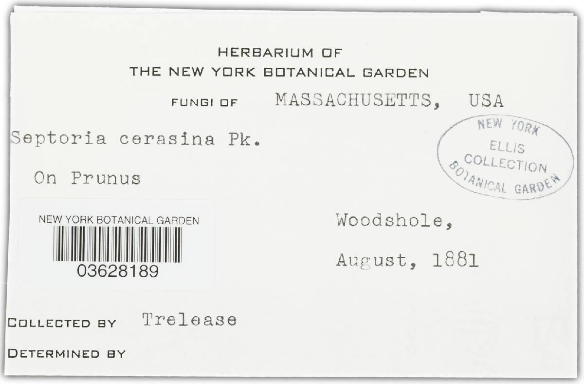 Septoria cerasina image