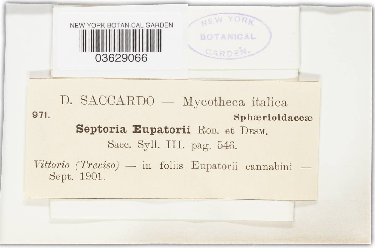 Septoria eupatorii image