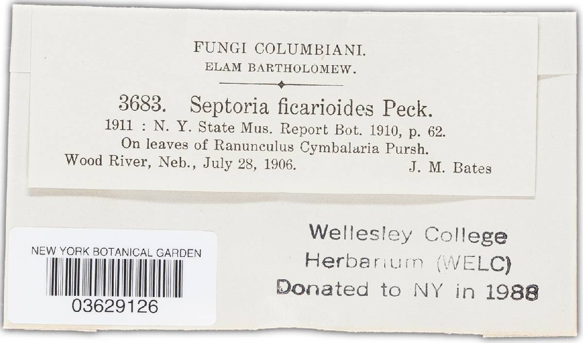Septoria ficarioides image