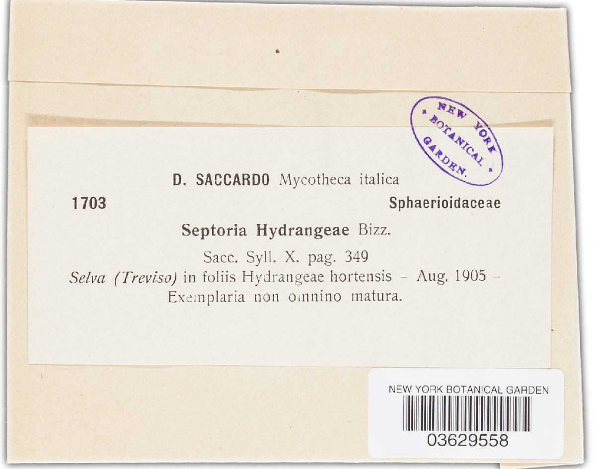 Septoria hydrangeae image