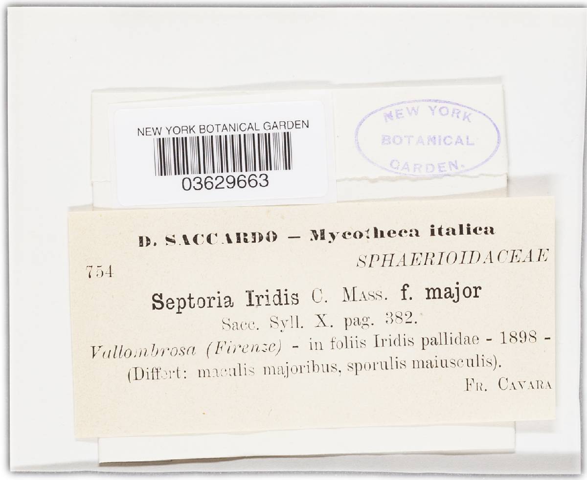Septoria iridis image
