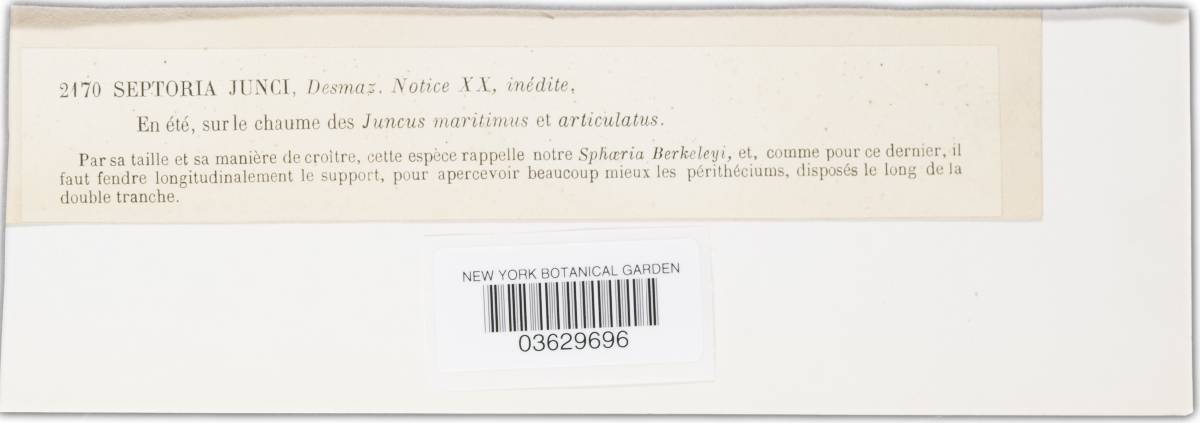 Septoriella image