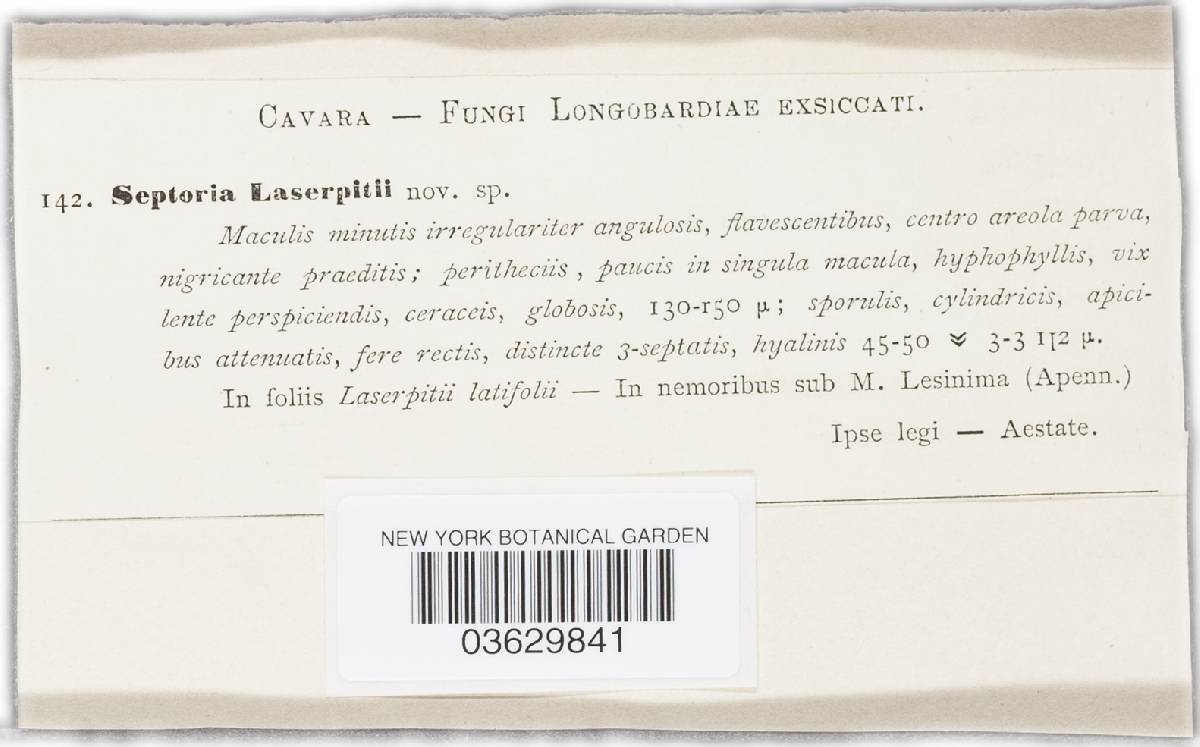 Septoria laserpitii image