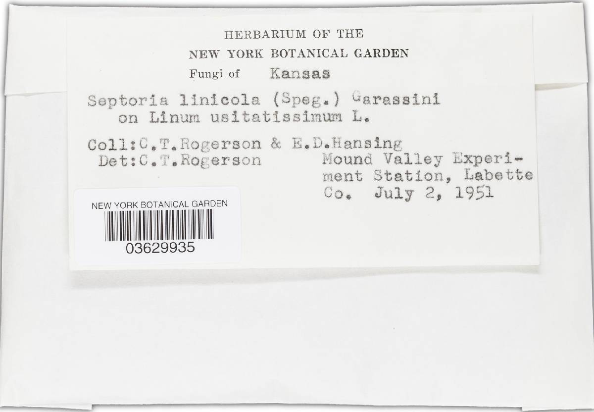 Mycosphaerella linicola image