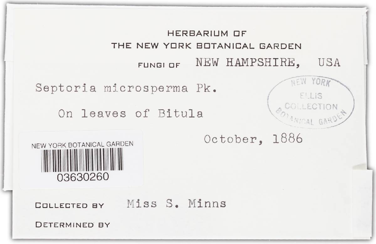 Asteroma microspermum image