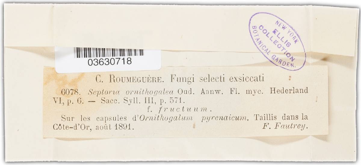 Septoria ornithogali image