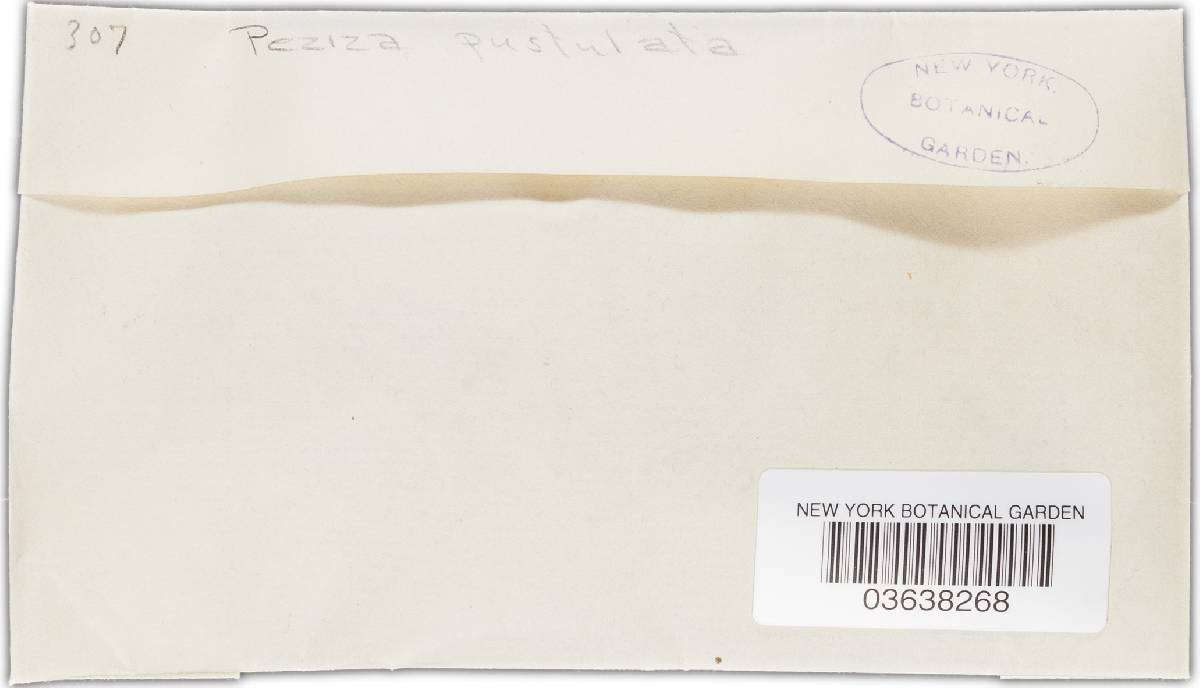Tarzetta catinus image