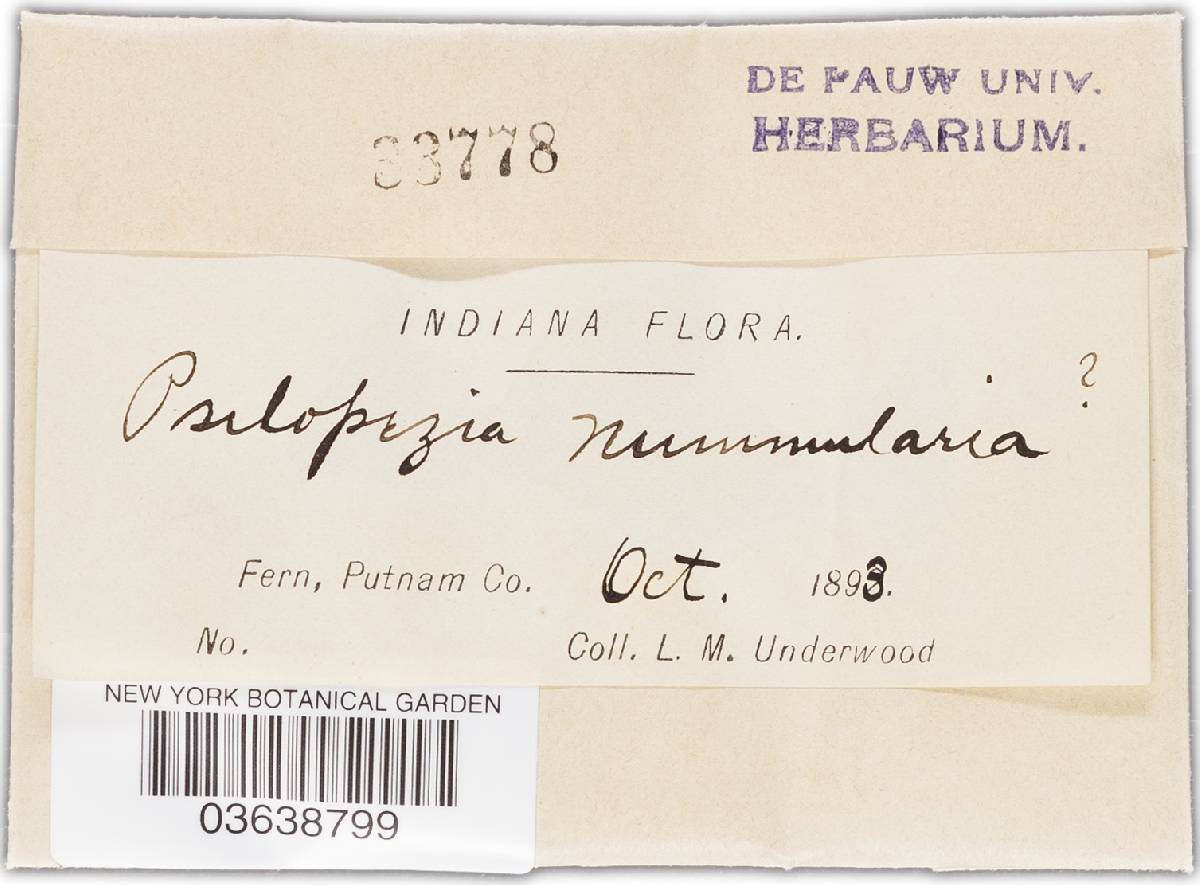 Psilopezia nummularia image