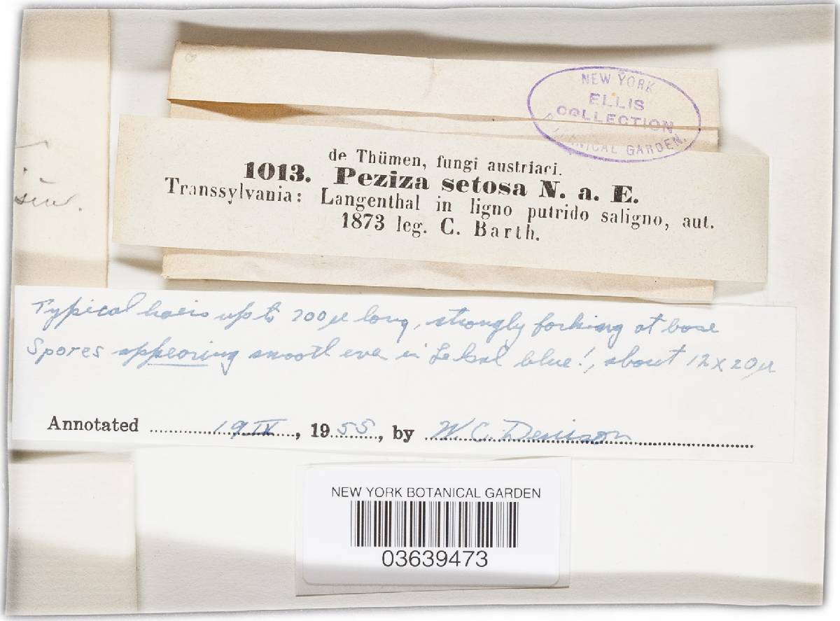 Scutellinia erinaceus image
